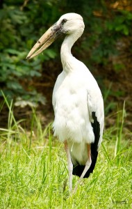 Asian Open-billed Stork - நத்தை குத்தி நாரை
